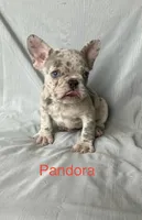 Reduced….Pandora , a female French Bulldog for sale in Gray, KY – 2 of 8