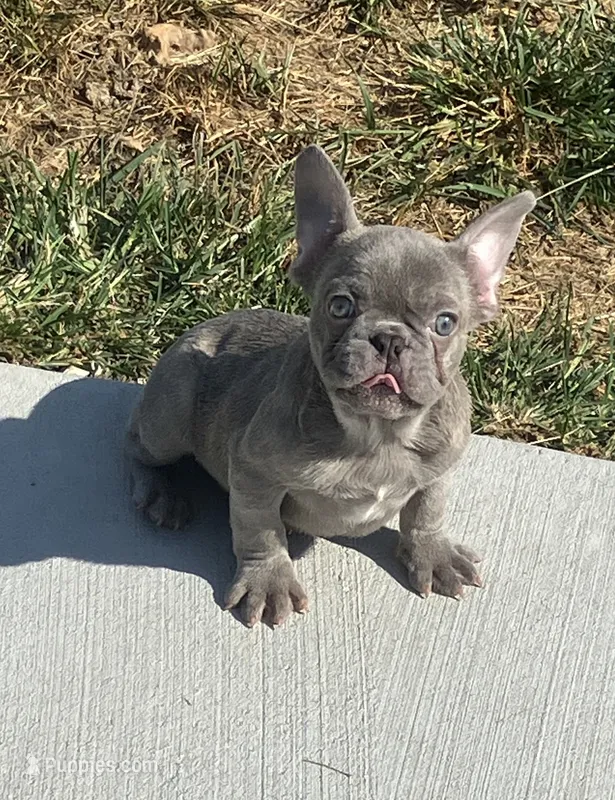 The Blues Man  – French Bulldog puppy for sale in Gray, KY