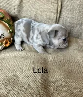 Lola, a female French Bulldog for sale in Gray, KY – 2 of 3