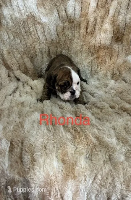 Rhonda. – English Bulldog puppy for sale in Gray, KY