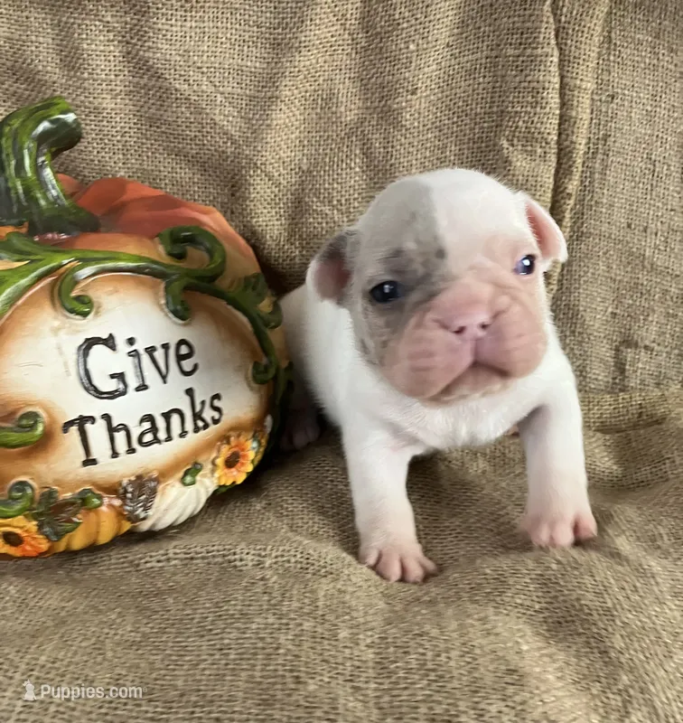Mr Show – French Bulldog puppy for sale in Gray, KY