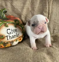 Mr Show, a male French Bulldog for sale in Gray, KY – 1 of 4