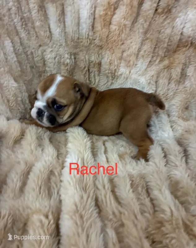Rachal – English Bulldog puppy for sale in Gray, KY