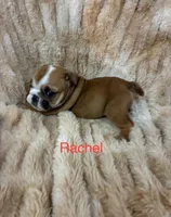 Rachal, a female English Bulldog for sale in Gray, KY – 3 of 3