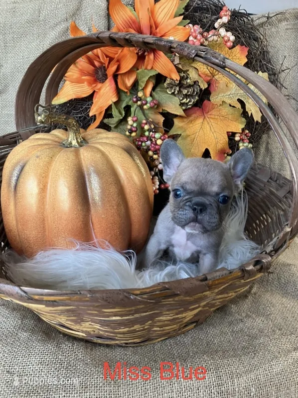 Miss Blue . – French Bulldog puppy for sale in Gray, KY
