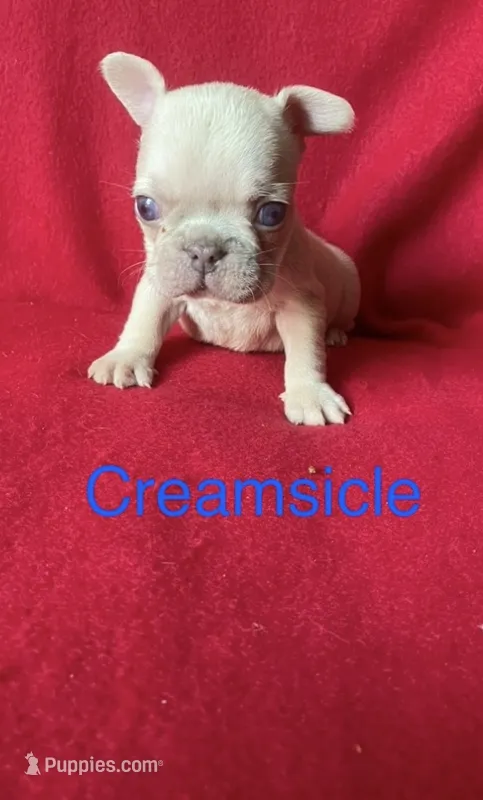 Creamsicle  – French Bulldog puppy for sale in Gray, KY