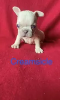 Creamsicle , a male French Bulldog for sale in Gray, KY – 1 of 3