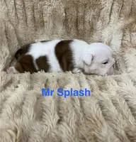 Mr Splash , a male English Bulldog for sale in Gray, KY – 2 of 3
