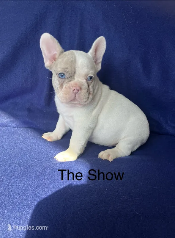 Mr Show – French Bulldog puppy for sale in Gray, KY