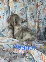 Peanut , a male French Bulldog for sale in Gray, KY – 3 of 3