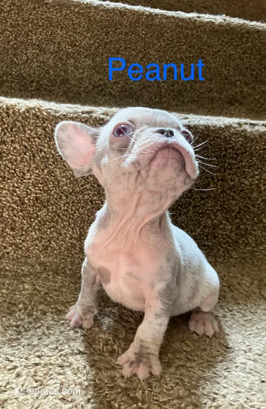 Peanut  – French Bulldog puppy for sale in Gray, KY