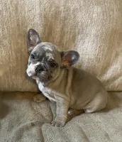 Miss Bell found forever home, a female French Bulldog for sale in Gray, KY – Photo 1 of 5