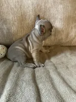 Miss Bell found forever home, a female French Bulldog for sale in Gray, KY – Photo 2 of 5