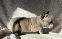 Miss Bell found forever home, a female French Bulldog for sale in Gray, KY – Photo 3 of 5