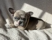 Miss Bell found forever home, a female French Bulldog for sale in Gray, KY – Photo 5 of 5