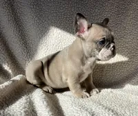 Miss Bell found forever home, a female French Bulldog for sale in Gray, KY – Photo 4 of 5