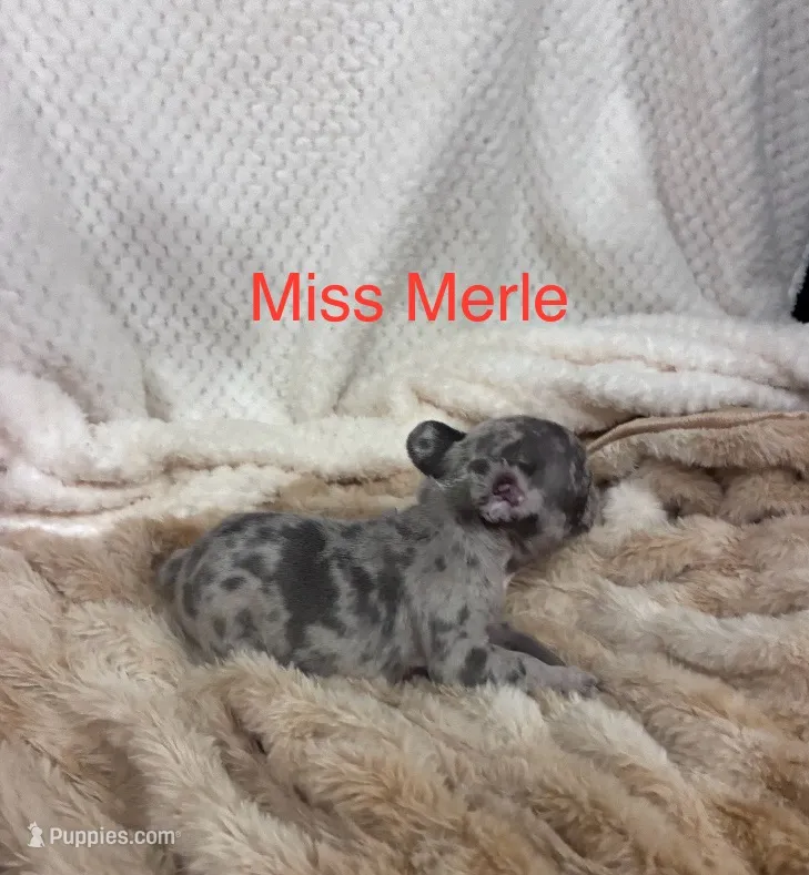 Miss Merle  – French Bulldog puppy for sale in Gray, KY