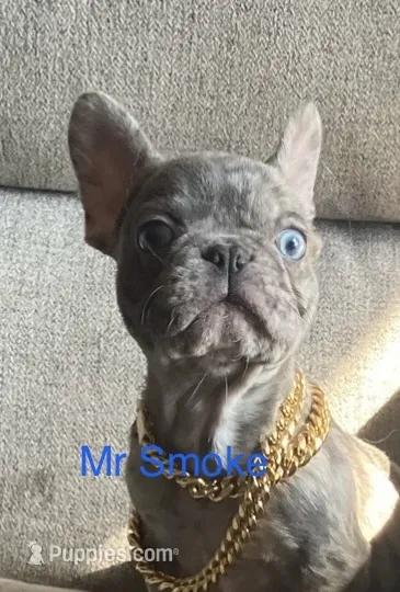 Reduced…..Smoke – French Bulldog puppy for sale in Gray, KY