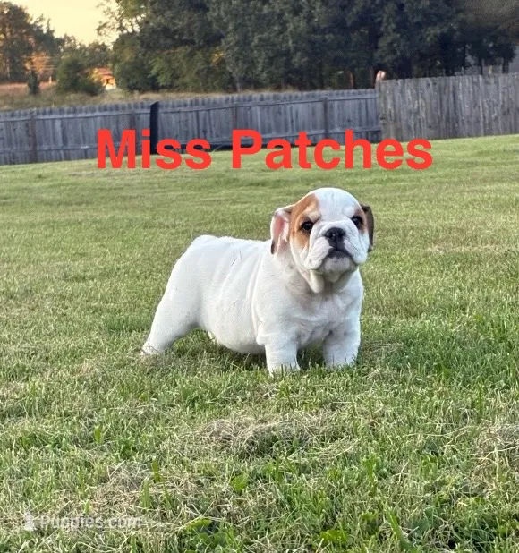 Miss Patches.champion grand sired – English Bulldog puppy for sale in Gray, KY