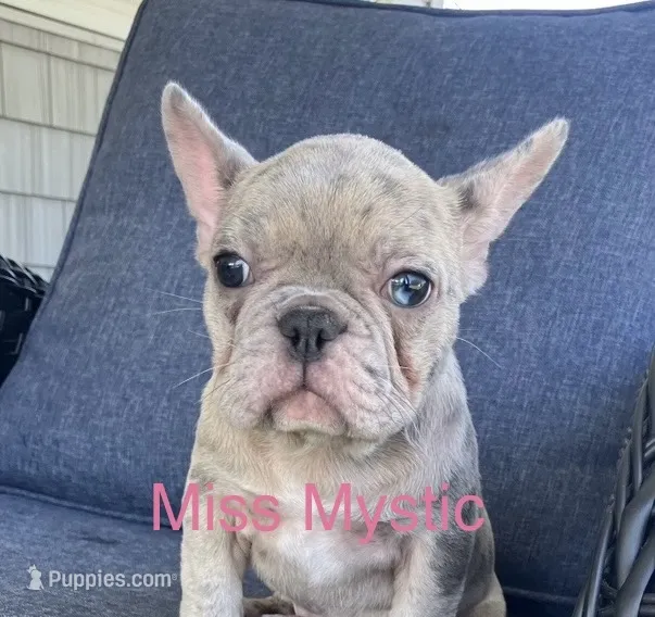 Reduced…Mystic – French Bulldog puppy for sale in Gray, KY