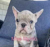 Reduced…Mystic…pending , a female French Bulldog for sale in Gray, KY – 1 of 10