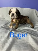 Ruger, a male English Bulldog for sale in Gray, KY – Photo 1 of 3