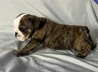 Ruger, a male English Bulldog for sale in Gray, KY – Photo 3 of 3