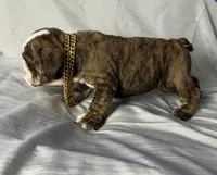 Ruger, a male English Bulldog for sale in Gray, KY – Photo 2 of 3