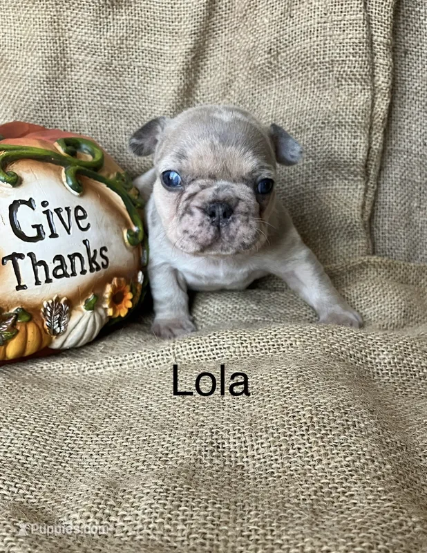 Lola – French Bulldog puppy for sale in Gray, KY