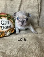 Lola, a female French Bulldog for sale in Gray, KY – 1 of 3