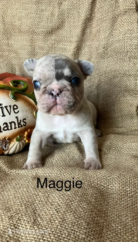 Maggie  – French Bulldog puppy for sale in Gray, KY