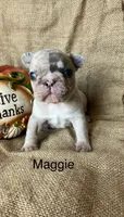 Maggie , a female French Bulldog for sale in Gray, KY – 1 of 3