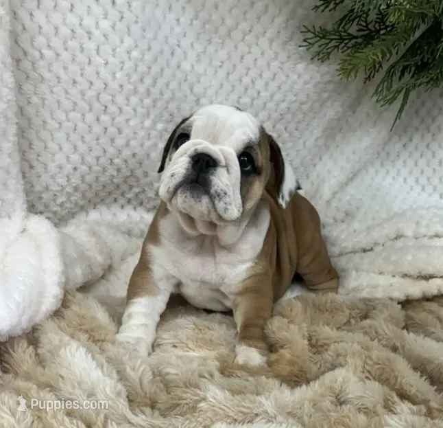 Miss Scarlett  – English Bulldog puppy for sale in Gray, KY