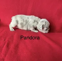 Pandora , a female French Bulldog for sale in Gray, KY – 2 of 3