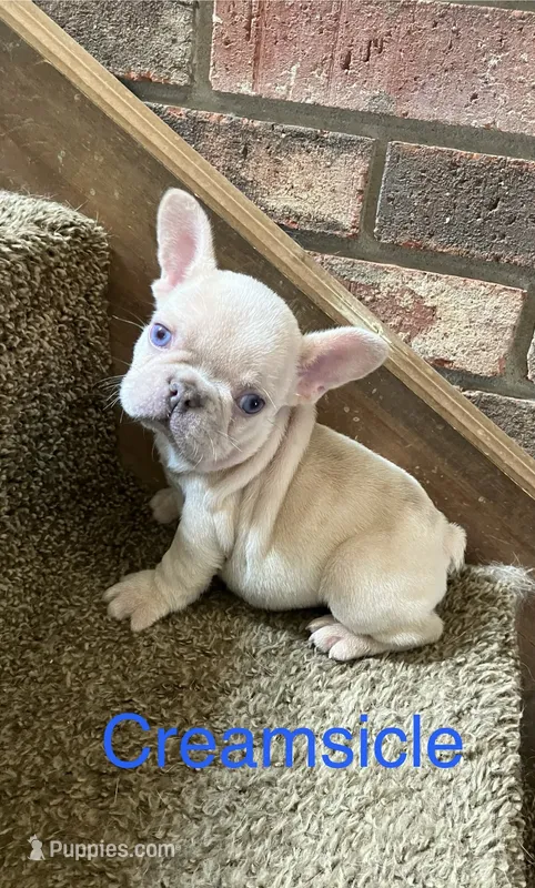 Creamsicle  – French Bulldog puppy for sale in Gray, KY