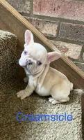 Blue eyed Creamsicle ., a male French Bulldog for sale in Gray, KY – 8 of 10