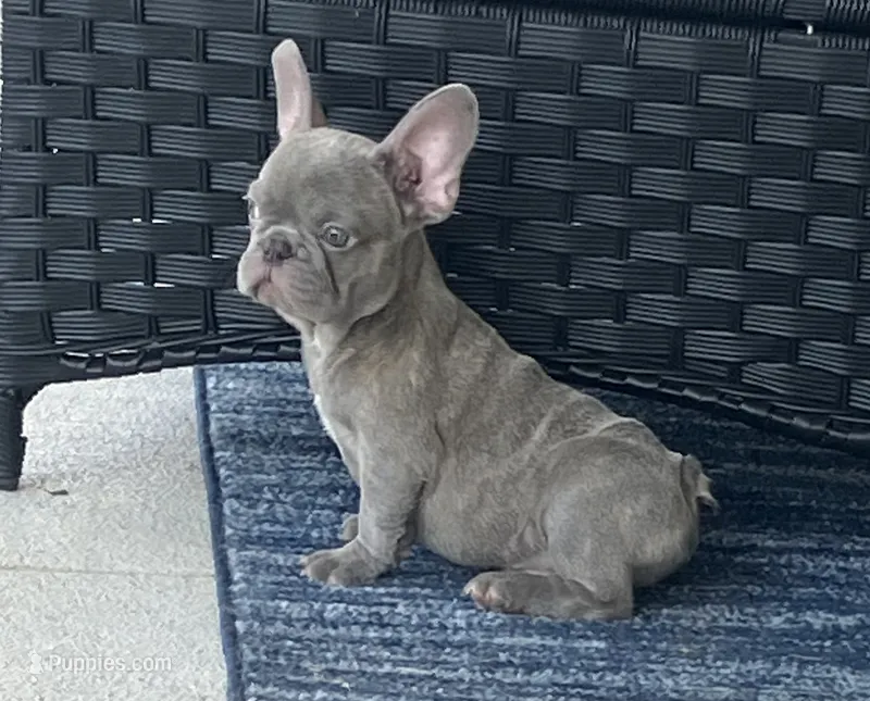 The Blues Man. – French Bulldog puppy for sale in Gray, KY