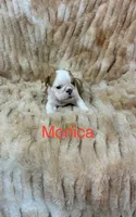 Monica, a female English Bulldog for sale in Gray, KY – 1 of 3