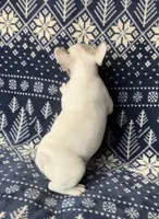 Aerial found her forever home, a female French Bulldog for sale in Gray, KY – Photo 5 of 7