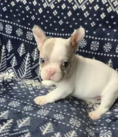 Aerial found her forever home, a female French Bulldog for sale in Gray, KY – Photo 3 of 7