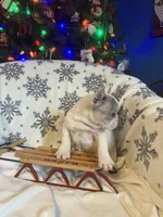 Aerial found her forever home, a female French Bulldog for sale in Gray, KY – Photo 6 of 7