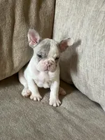 Aerial found her forever home, a female French Bulldog for sale in Gray, KY – Photo 4 of 7