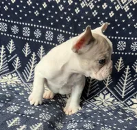 Aerial found her forever home, a female French Bulldog for sale in Gray, KY – Photo 2 of 7