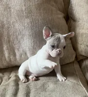 Aerial found her forever home, a female French Bulldog for sale in Gray, KY – Photo 7 of 7