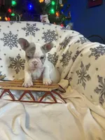 Aerial found her forever home, a female French Bulldog for sale in Gray, KY – Photo 1 of 7