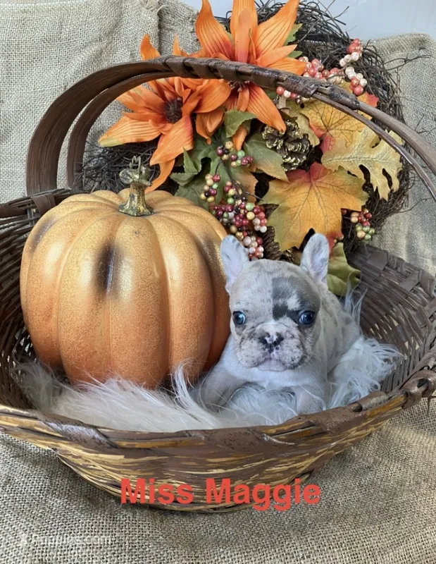 Maggie  – French Bulldog puppy for sale in Gray, KY