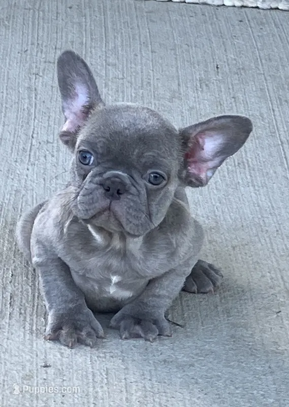 The Blues Man – French Bulldog puppy for sale in Gray, KY
