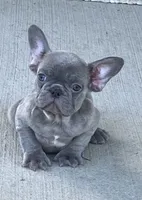The Blues Man., a male French Bulldog for sale in Gray, KY – 5 of 9