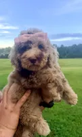 Pink collar girl, a female Goldendoodle for sale in Pine Mountain, GA – 6 of 9