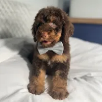 Grey collar boy , a male Goldendoodle for sale in Pine Mountain, GA – 2 of 6